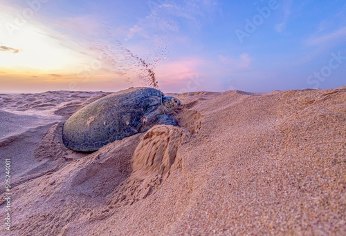 green turtle in oman