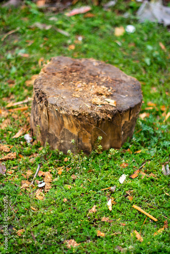 mushroom on the stump