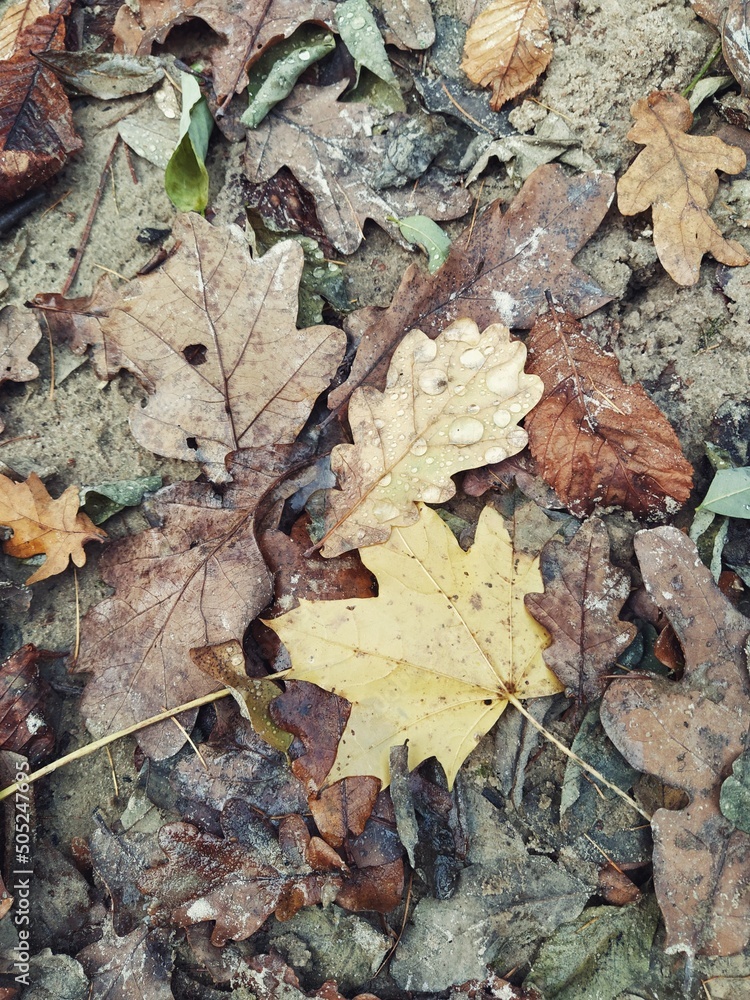 autumn leaves on the ground