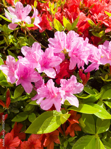 Red and pink rhododendron o...
