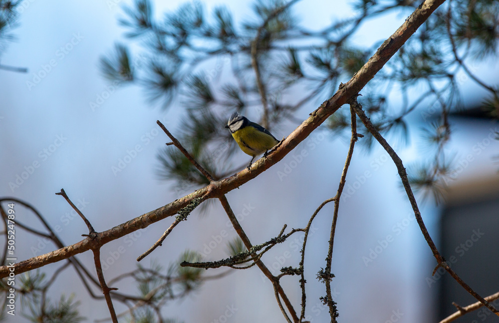 Eurasian blue tit sitting on a pine tree branch. Eurasian blue tit sitting on a pine tree branch.