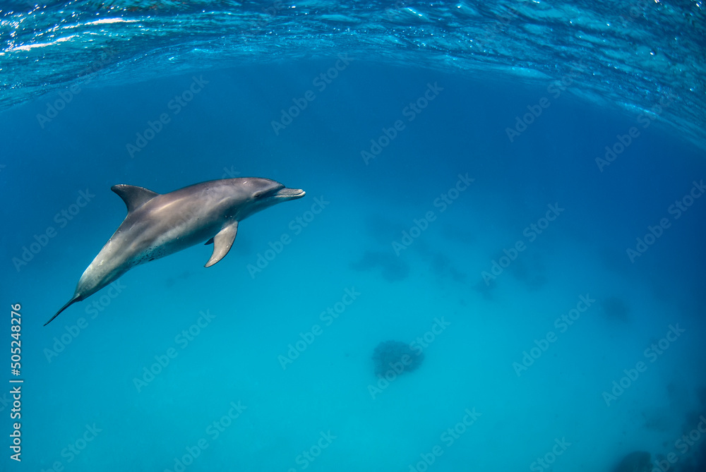 Naklejka premium One Indopacific bottlenose dolphin diving close to the surface