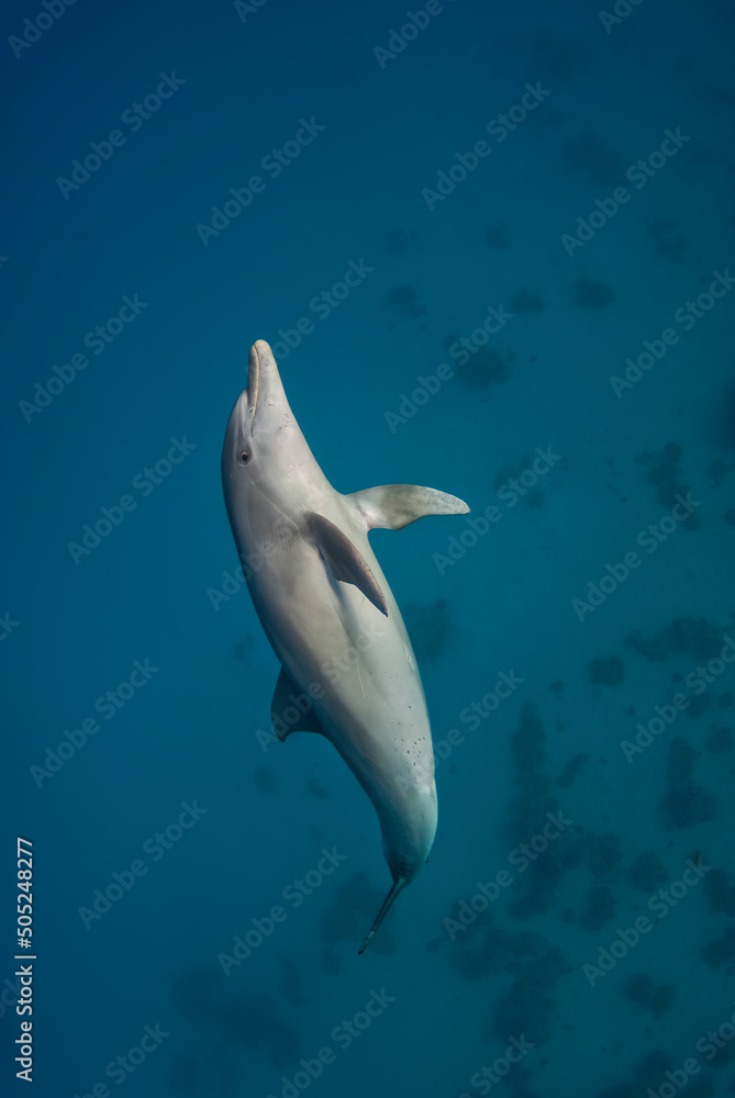 Vertical shot of an Indopacific dolphin (Tursiops aduncus) swimming up to the surface