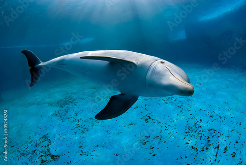 Obraz na płótnie Underwater image of a bottlenose dolphin (Tursiops truncatus) diving in a pool i