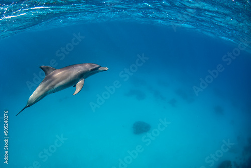 Foto One Indopacific bottlenose dolphin diving close to the surface