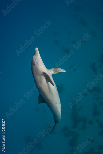 Obraz na plátně Vertical shot of an Indopacific dolphin (Tursiops aduncus) swimming up to the su