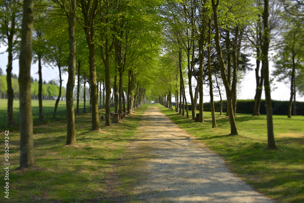 Chemin de campagne bordé d'arbres Chemin de campagne bordé d'arbres