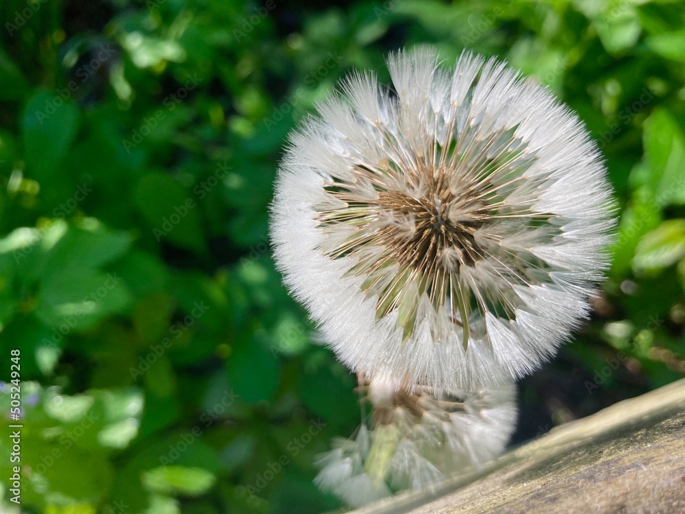 fluffy dandelion with seeds close up