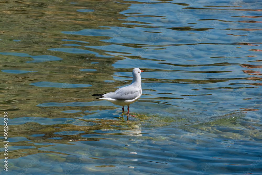 Lachmöwe, Möwe sitzt auf einem Stein in der Pisenze Lacuale Bucht Manerba am Gardasee Lachmöwe, Möwe sitzt auf einem Stein in der Pisenze Lacuale Bucht Manerba am Gardasee