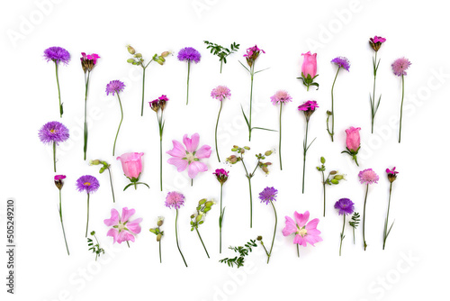 Violet and pink wildflowers  cornflower  field scabious  wild carthusian pink  malva  pink bellflowers on a white background. Top view  flat lay