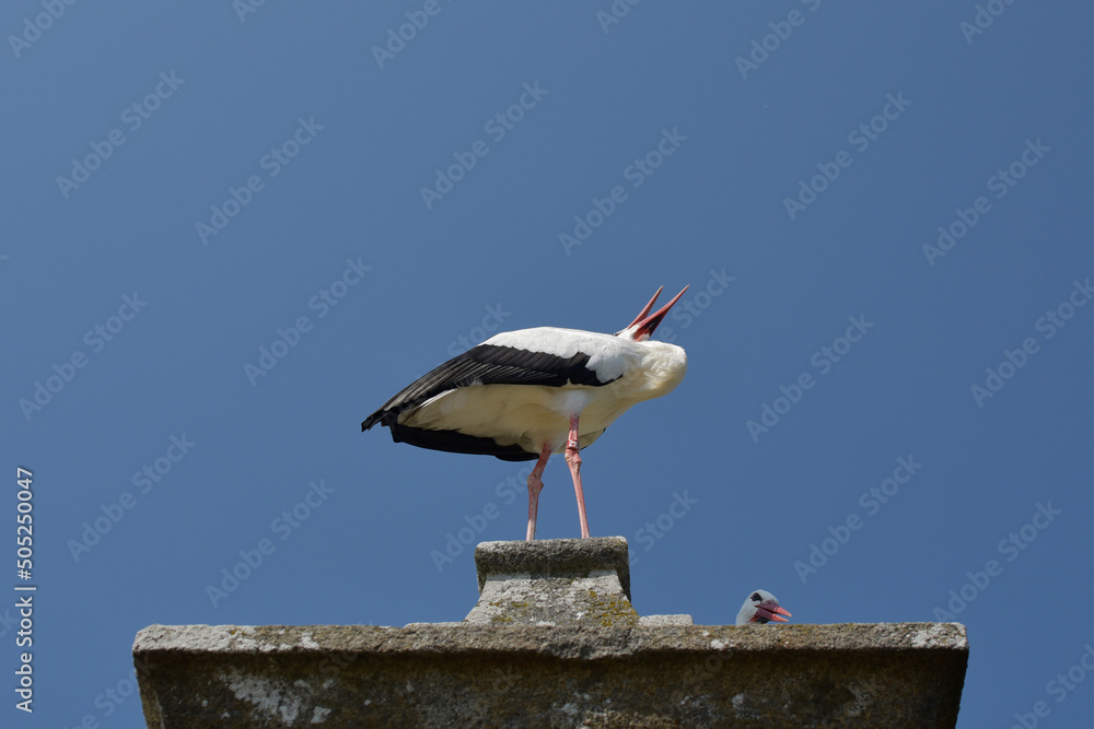 Cigogne sur cheminée