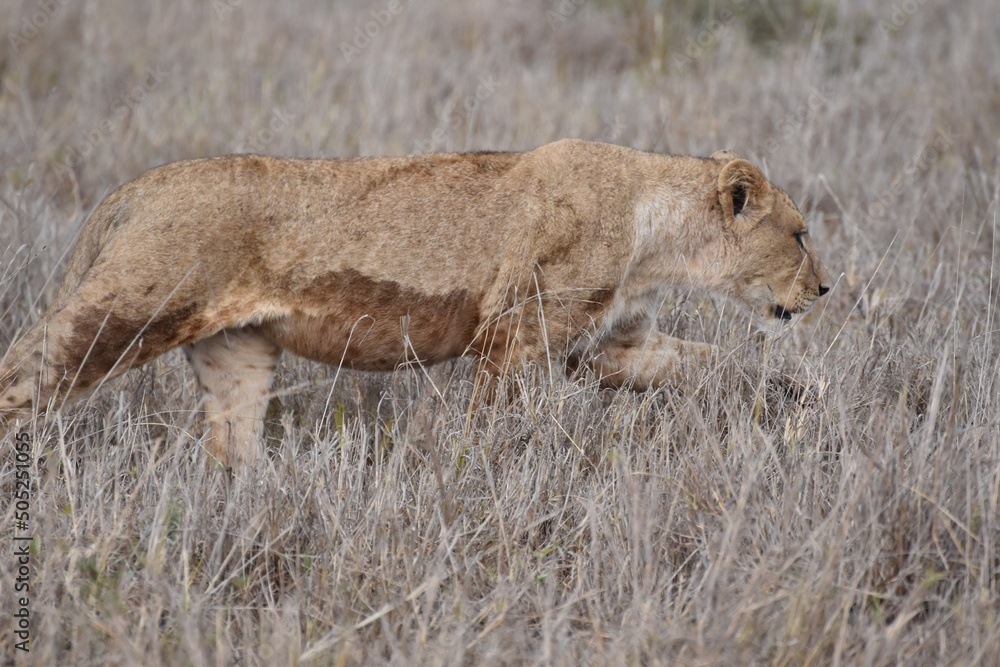 Fototapeta premium lioness and cub
