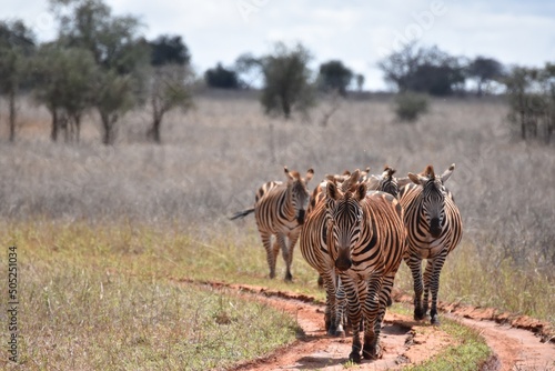 Fototapeta Naklejka Na Ścianę i Meble -  zebras and wildebeest