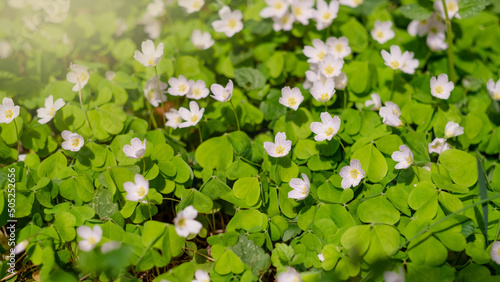 oxalis grows in the forest under a tree. natural superfood. white flowers