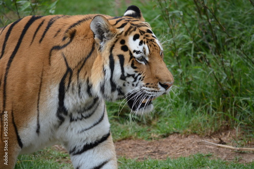 tiger in the zoo