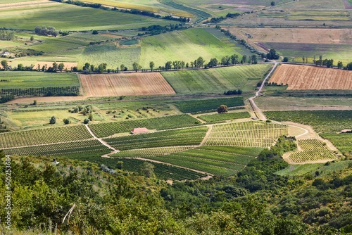 Fotografi Grapeyards of Tokaj hillside