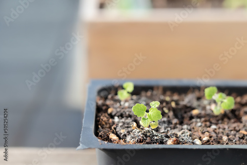 Young catnip seedling hardening-off to be transplanted in garden. Group of tiny catmint plants planted for cats who love to eat, chew, rub and roll on leaves. Known as Nepeta cataria. Selective focus. photo