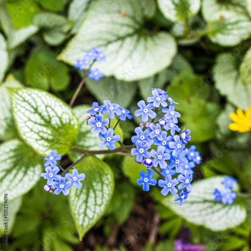 Brunnera macrophylla, the Siberian bugloss, great forget-me-not, largeleaf brunnera or heartleaf, is a species of flowering plant in the family Boraginaceae, native to the Caucasus. photo