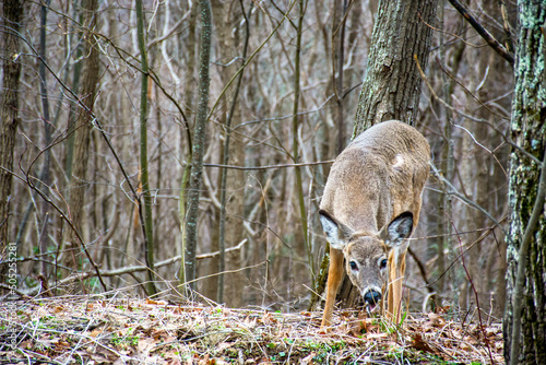 Kristen's Deer photo