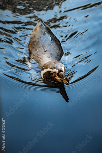 closeup portrait/view of a curious cute humboldt penguin swimming on the surface of clear deep blue water with little waves towards the viewer