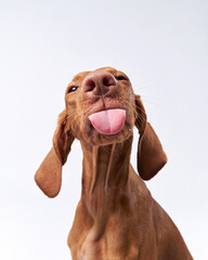 funny dog shows tongue. Hungarian vizsla on a white background