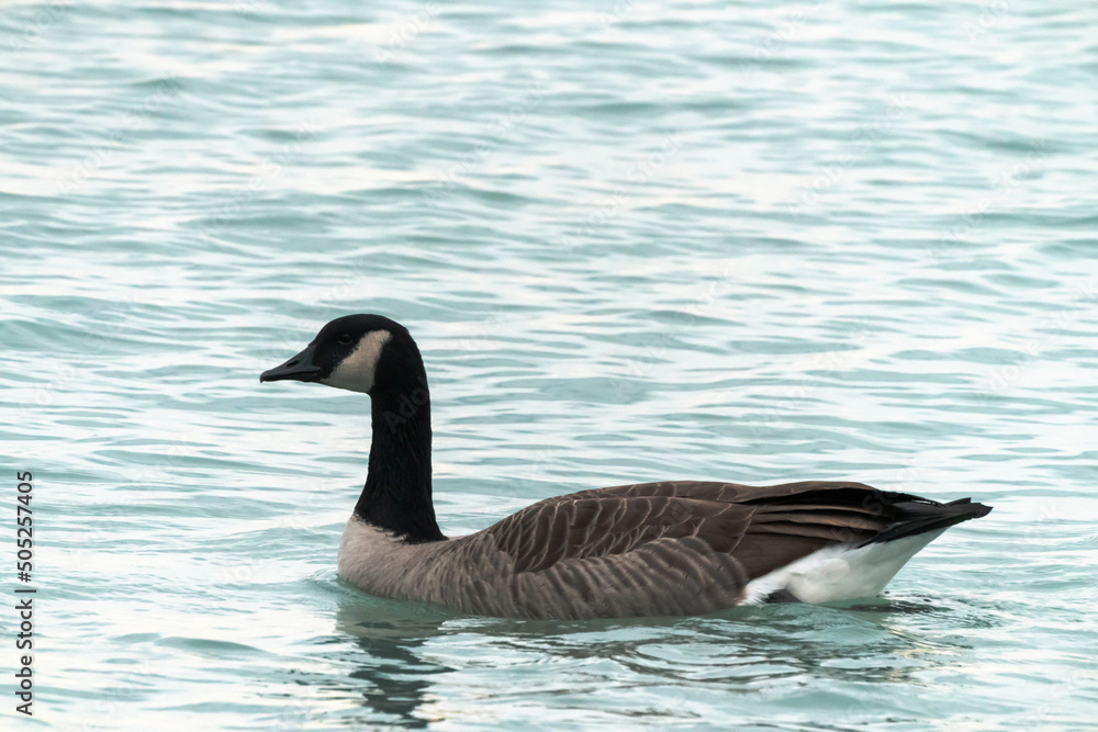 A single Canadian goose floats or swims on the blue water of Lake Michigan in Chicago. A single Canadian goose floats or swims on the blue water of Lake Michigan in Chicago.