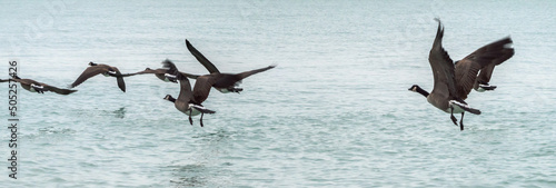 A wide angle view of a wild flock of Canadian geese flying over the blue water of Lake Michigan in Chicago.