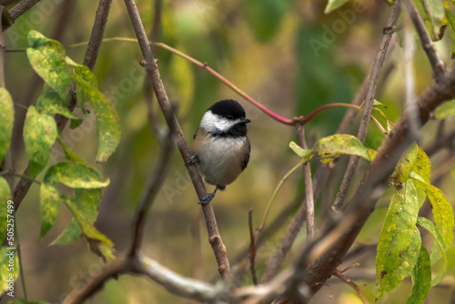 A beautiful autumn wildlife bird photograph of a black capped chickadee perched on a slim tree branch with bokeh background in the Midwest.