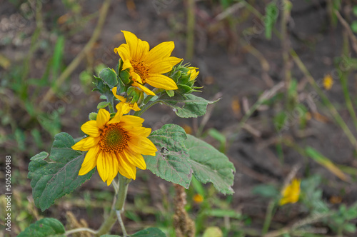 Small tiny imperfect sunflowers blooming in the 