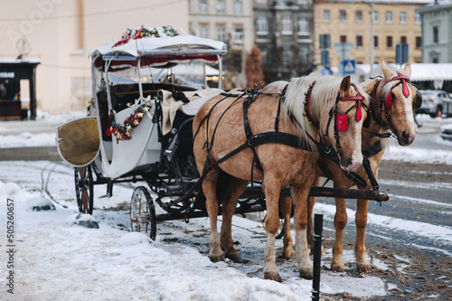 Two walking beige beautiful horses in teams and with red blinders stand at the crossroads of streets during a snowfall with a carriage for tourists. Lviv, Ukraine.
