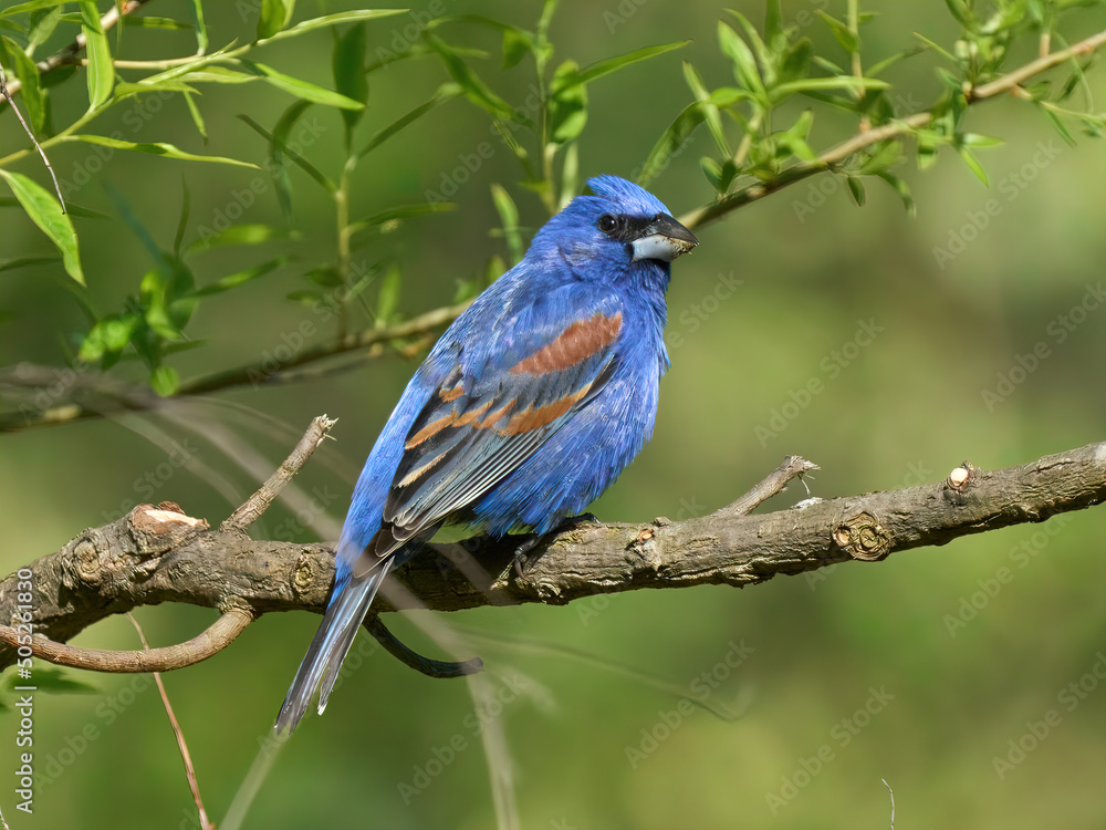 Blue Grosbeak blue bird Blue Grosbeak blue bird