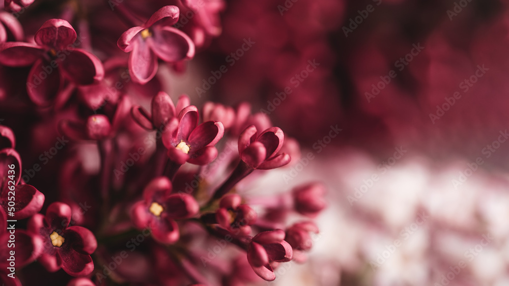 Beautiful lilac flowers background. Spring blossom. Purple lilac flower on bush. Bouquet of purple flowers, shallow depth of field. Happy Mother's Day greetings card. Copy space. Beautiful lilac flowers background. Spring blossom. Purple lilac flower on bush. Bouquet of purple flowers, shallow depth of field. Happy Mother's Day greetings card. Copy space.