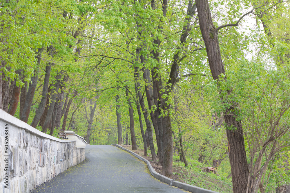 Fototapeta premium Beautiful trees that turned green in the spring and an asphalt path in the park