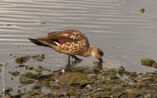 Lophonetta specularioides, pato crestón o pato juarjua alimentándose en las orillas de una entrada rocosa de mar en la Patagonia   photo