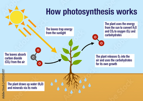 Photography How the process of photosynthesis works in the plants