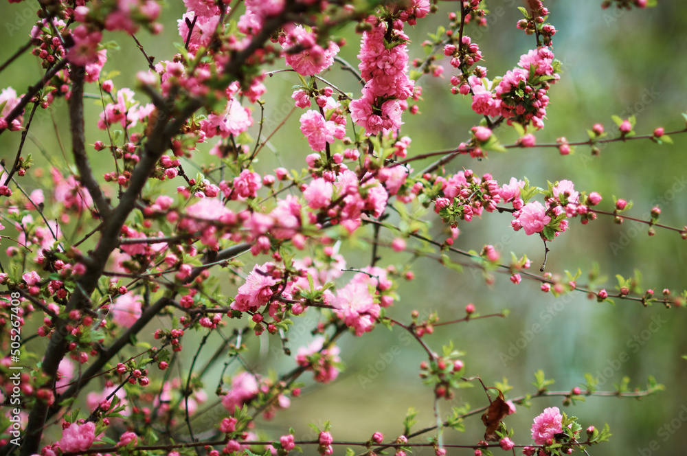 Bright red sakura flowers on a blurred green background. Abstract texture. Spring day. Bright red sakura flowers on a blurred green background. Abstract texture. Spring day.