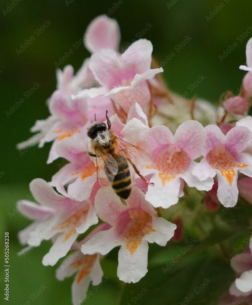 bee on pink flower bee on pink flower