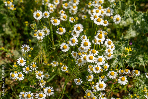 Green prairie with camomile flowers in a light of sun, natural background