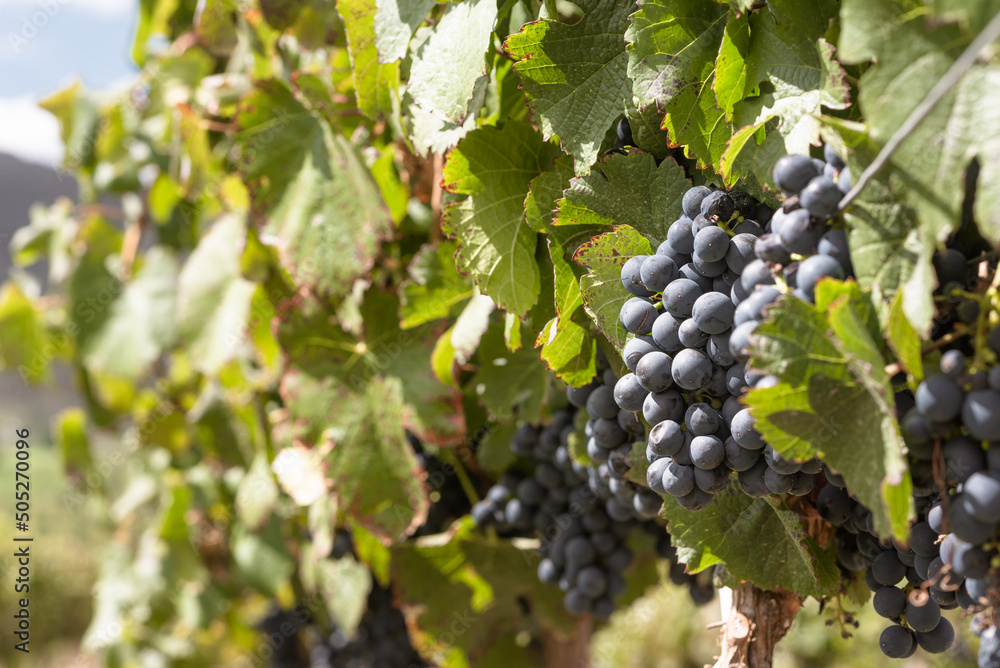 Fototapeta premium Wine grapes hanging on a vine