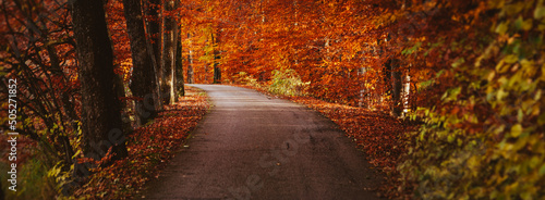 Herbstwald mit Weg, Wanderweg im Herbst, Herbstwanderweg im Wald, Headergröße, Panoramafoto photo