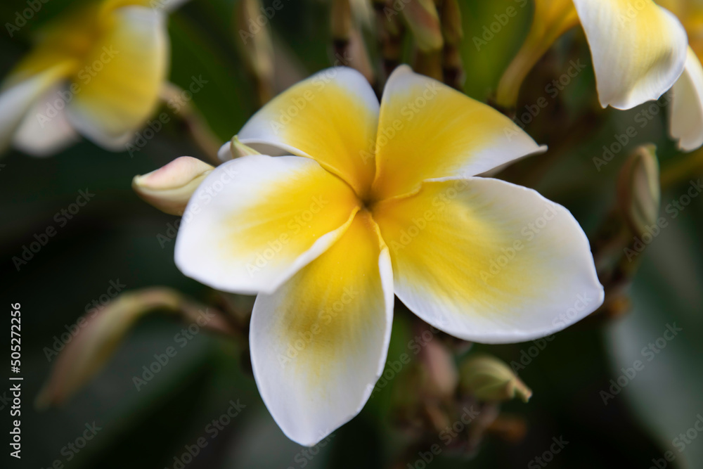 Fototapeta premium Yellow and white Plumeria flower