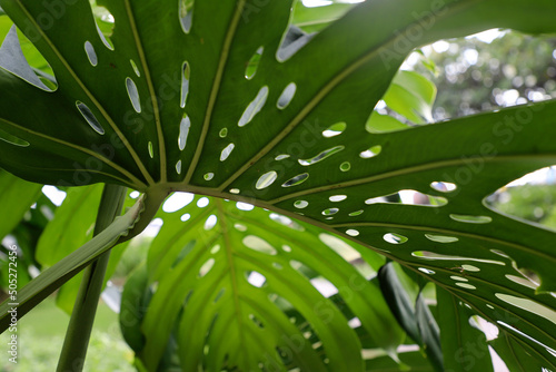 Underside of tropical leaf