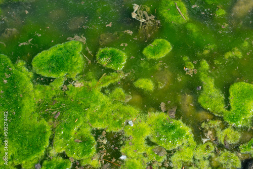 River Backwater Green Algae Formation - Plant Growth