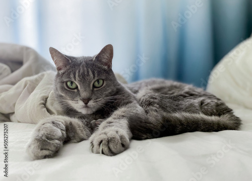 A beautiful gray cat is lying on the owner bed, comfortably settled, with its paws outstretched