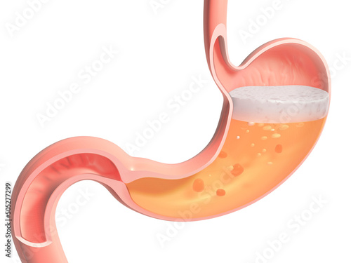 3d illustration of the human stomach doing digestion. Showing the anatomical interior cut out on white background. photo
