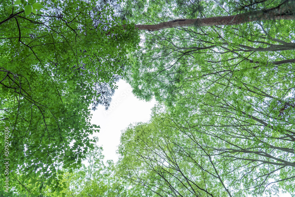 Naklejka premium 新緑の木々