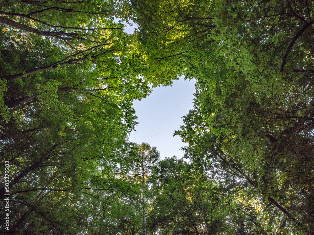 Fototapeta premium Mischwald aus Froschperspektive