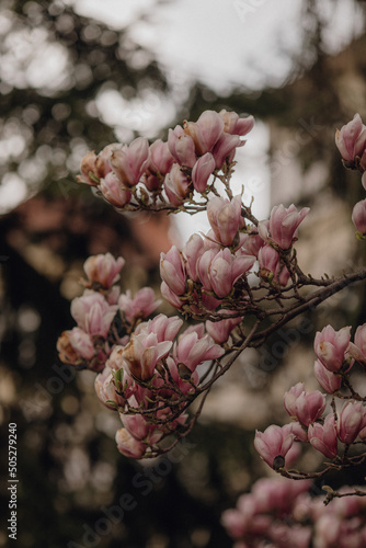 White, pink mangolia tree, petals, flowers in a botanical garden photo