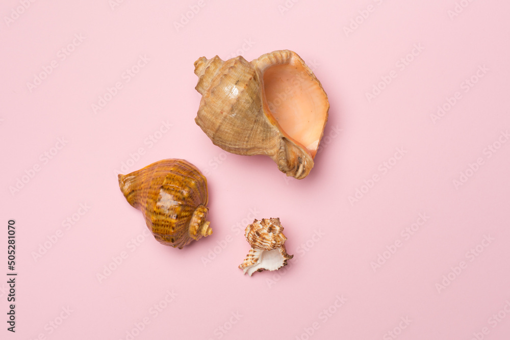 Sea shells on color background, top view. Summer concept Sea shells on color background, top view. Summer concept