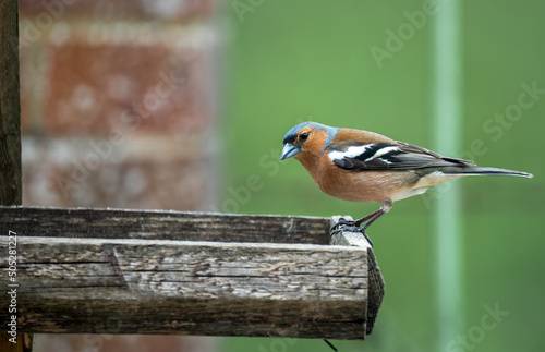 closeup of a male chaffinch (Fringilla coelebs) dining from a wooden bird seed feeder